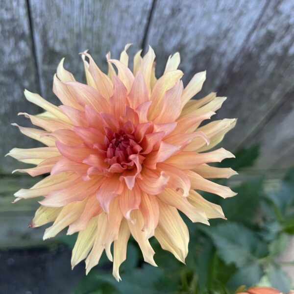 Dahlia Autumn Fairy Tubers