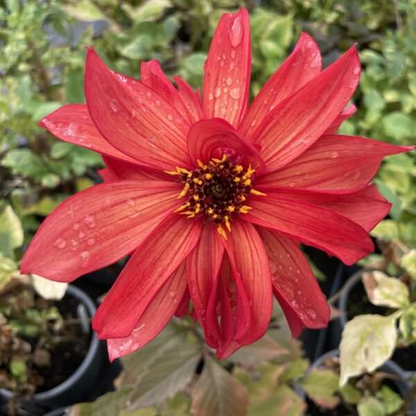 Dahlia Cool Flame Tubers