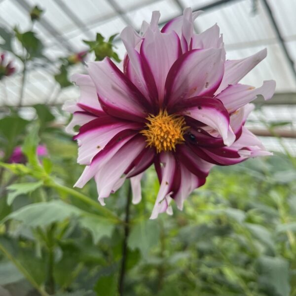 Dahlia Edge of Joy Tubers