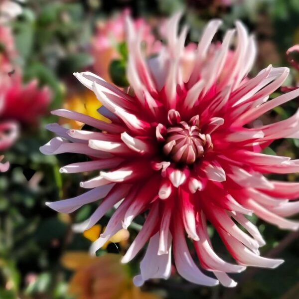 Dahlia Friquolet Tubers