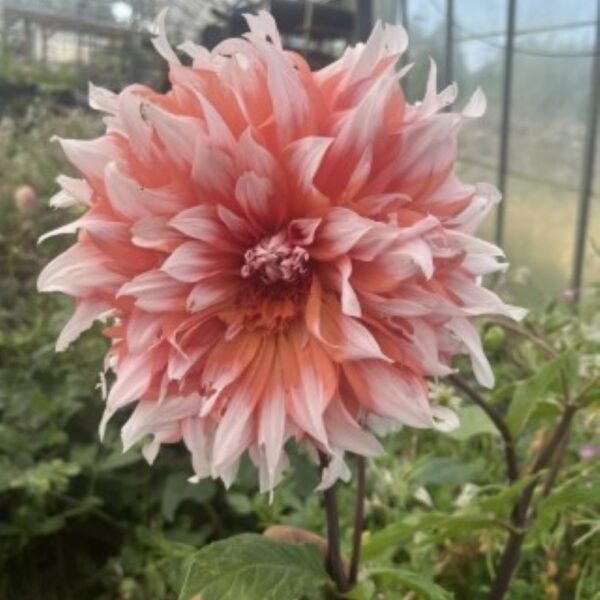 Dahlia Holland Festival Tubers