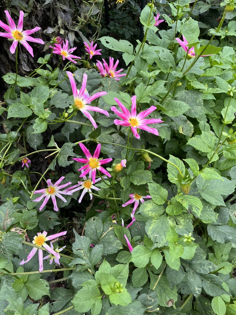 Dahlia Honka Rose / Honka Pink Tubers - Image 8