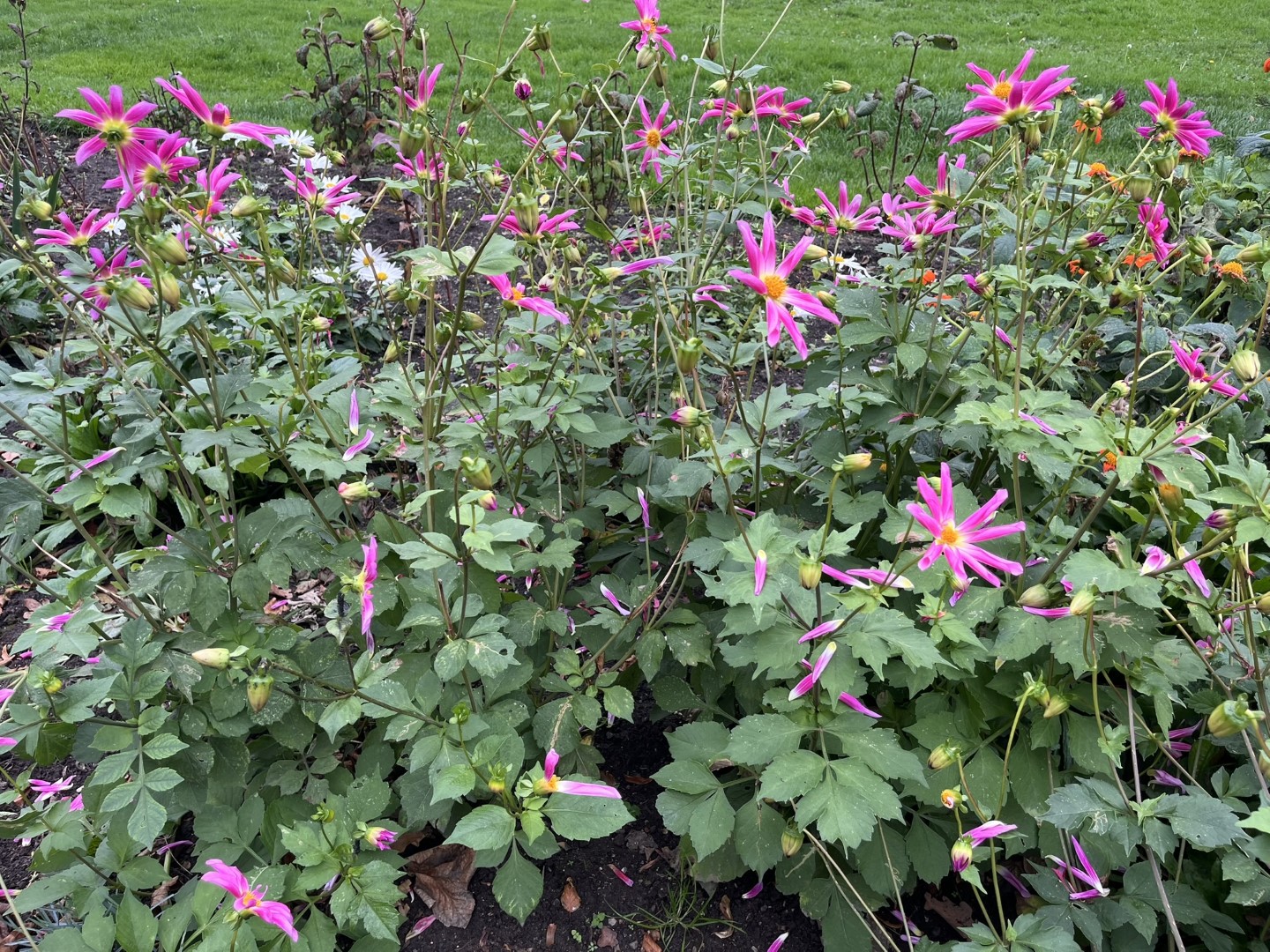 Dahlia Honka Rose / Honka Pink Tubers - Image 9