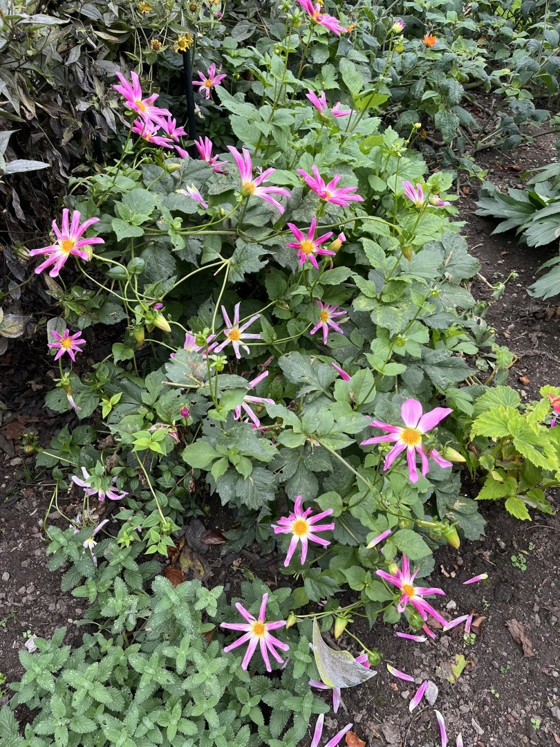 Dahlia Honka Rose / Honka Pink Tubers - Image 7