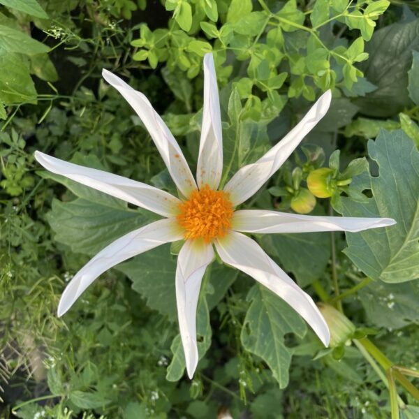 Dahlia Honka White Tubers