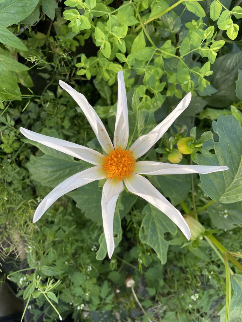 Dahlia Honka White Tubers