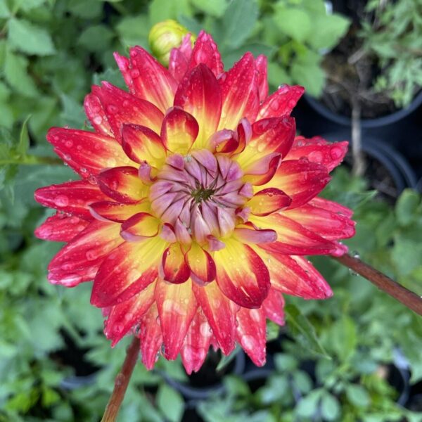 Dahlia Karma Bon Bini Tubers