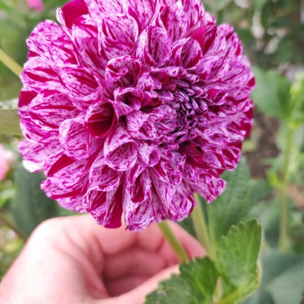 Dahlia Marble Ball Tubers