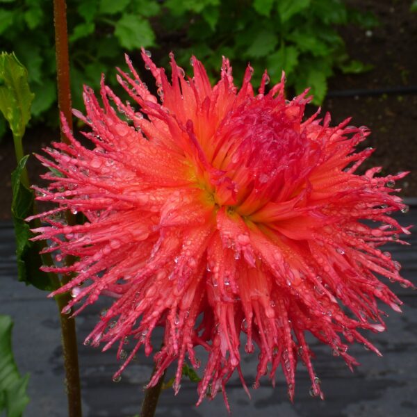 Dahlia Mel’s Orange Marmalade Tubers