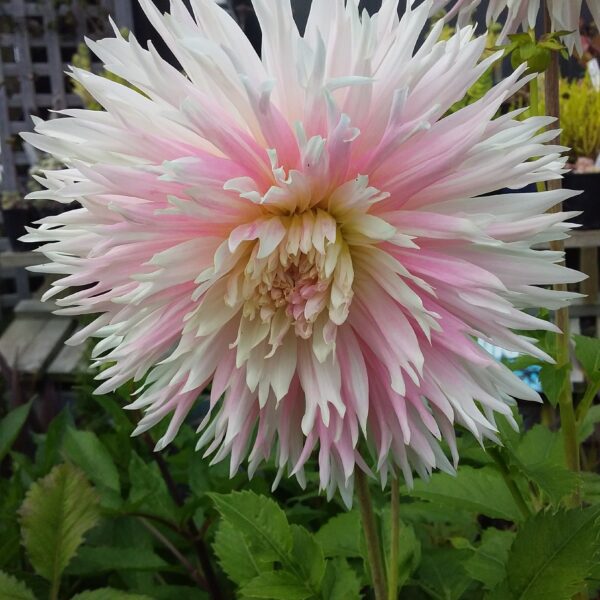 Dahlia Nadia Ruth Tubers