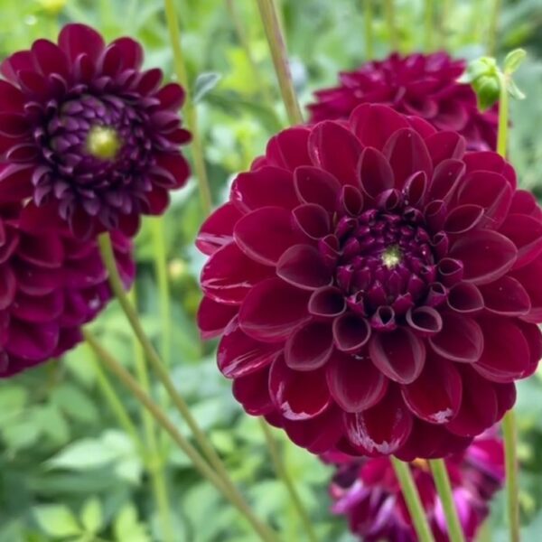Dahlia Natal Tubers