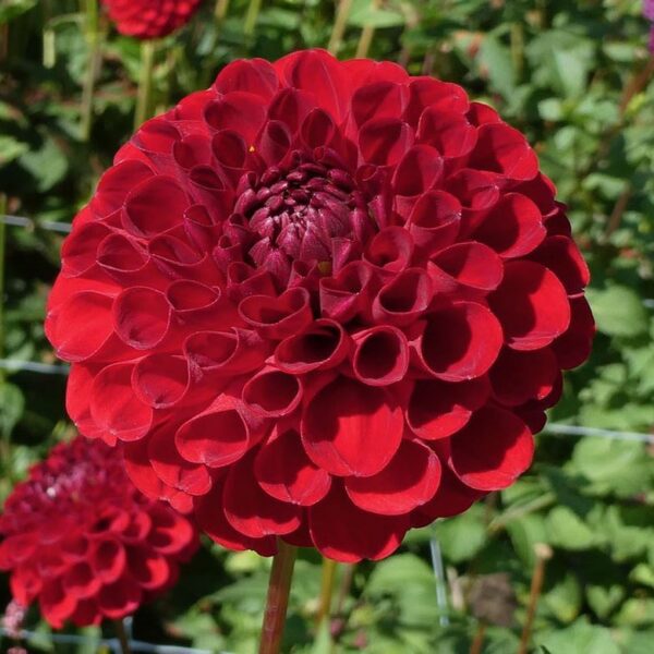 Dahlia Nescio Tubers