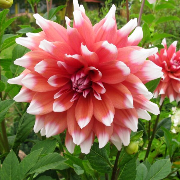 Dahlia Orange Duet