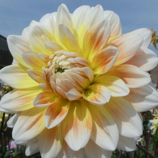 Dahlia Peaches and Cream Tubers
