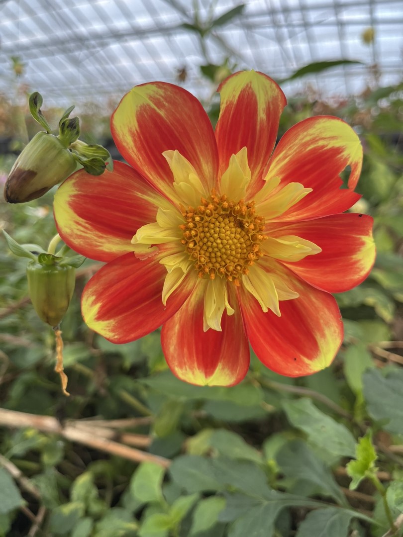 Dahlia Pooh Tubers - Image 2