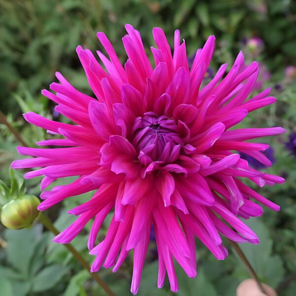 Dahlia Purple Gem Tubers