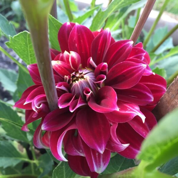 Dahlia Red Rock Tubers