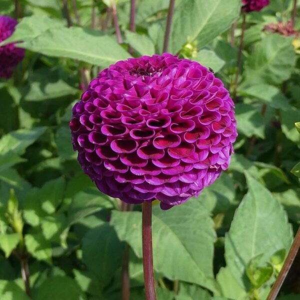 Dahlia Rocco Tubers