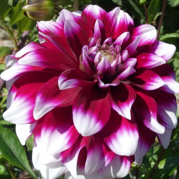 Dahlia Ryan C. Tubers