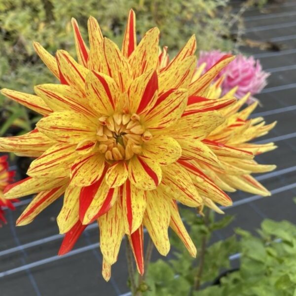 Dahlia Striped Vulcan Tubers