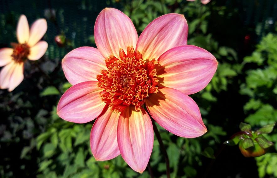 Dahlia Totally Tangerine Tubers