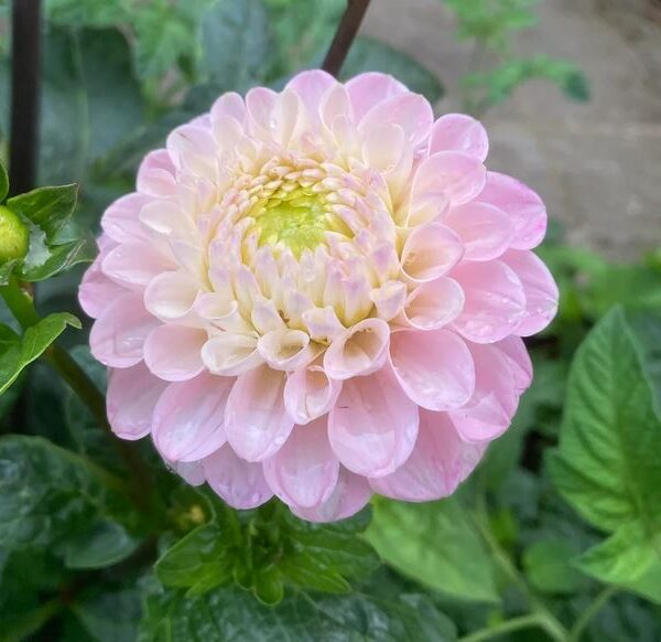 Dahlia Wizard Of Oz Tubers