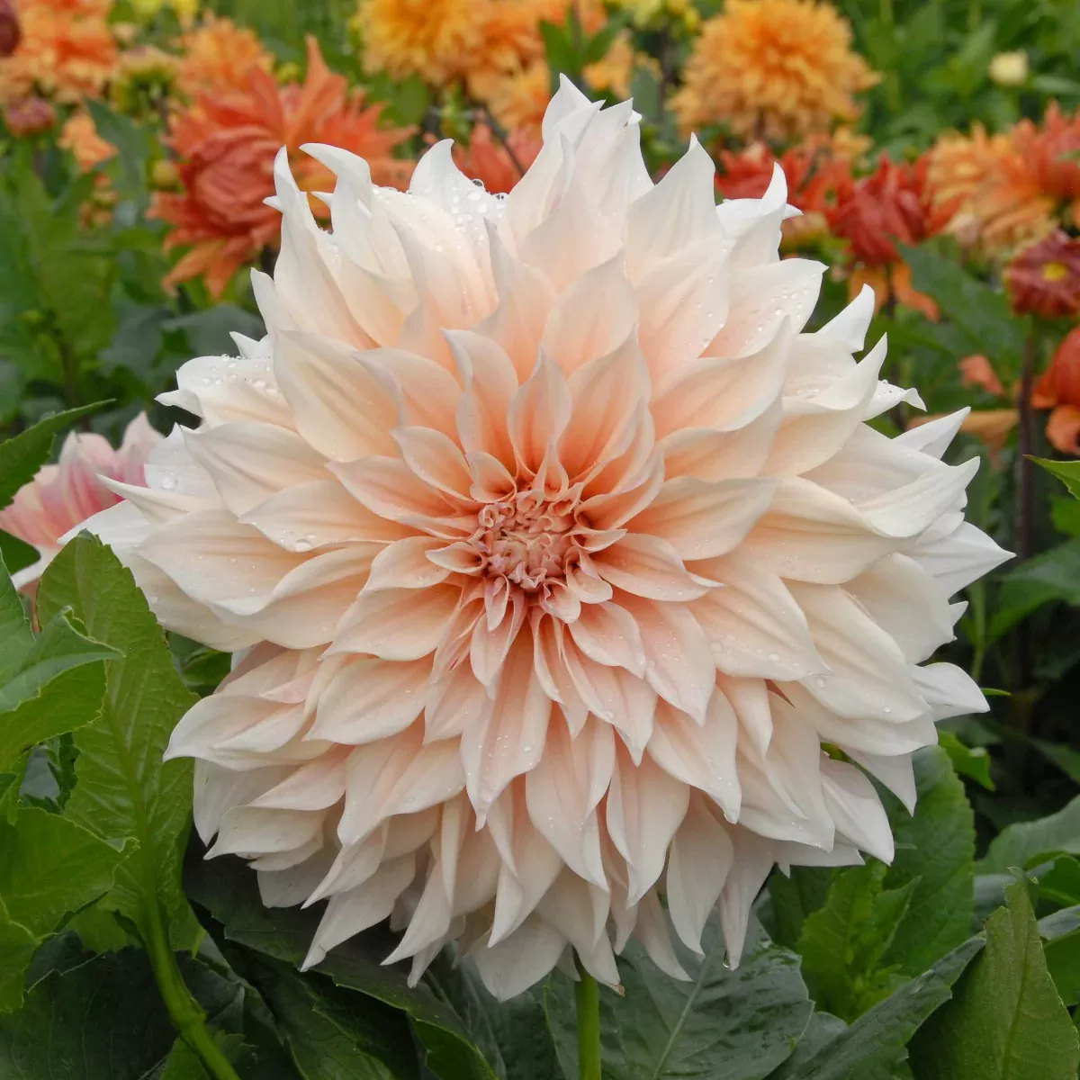 Cafe Au Lait Dahlia Tubers