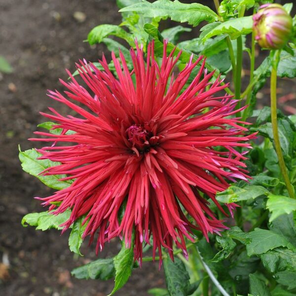 Dahlia Urchin Tubers