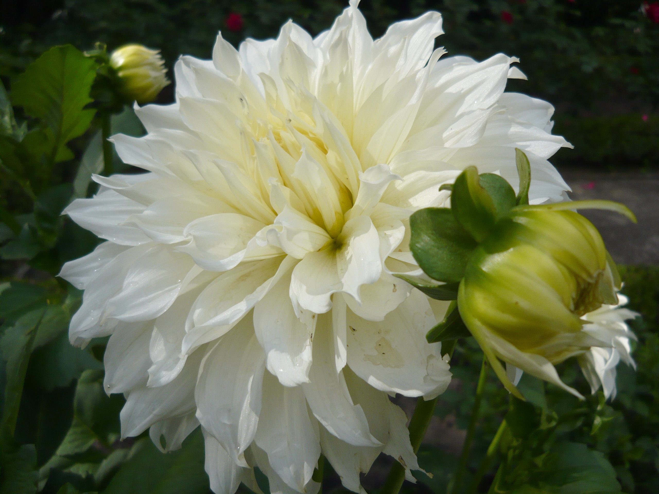 Dahlia White Perfection Tubers - Shaw Green Dahlias 🇬🇧 UK Trusted Company