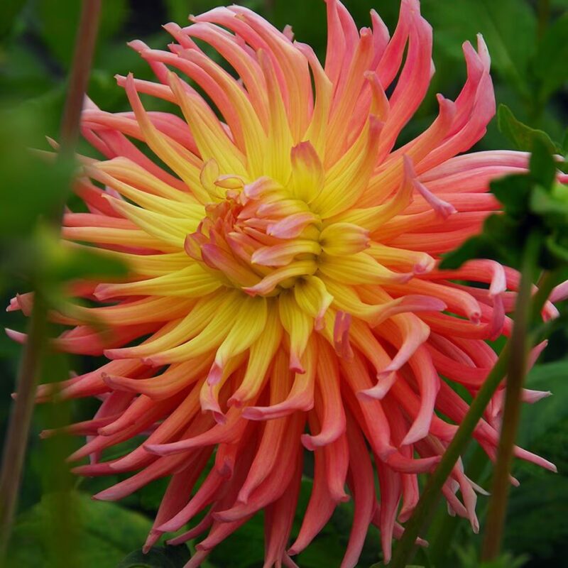 Dahlia Alfred Grille Tubers