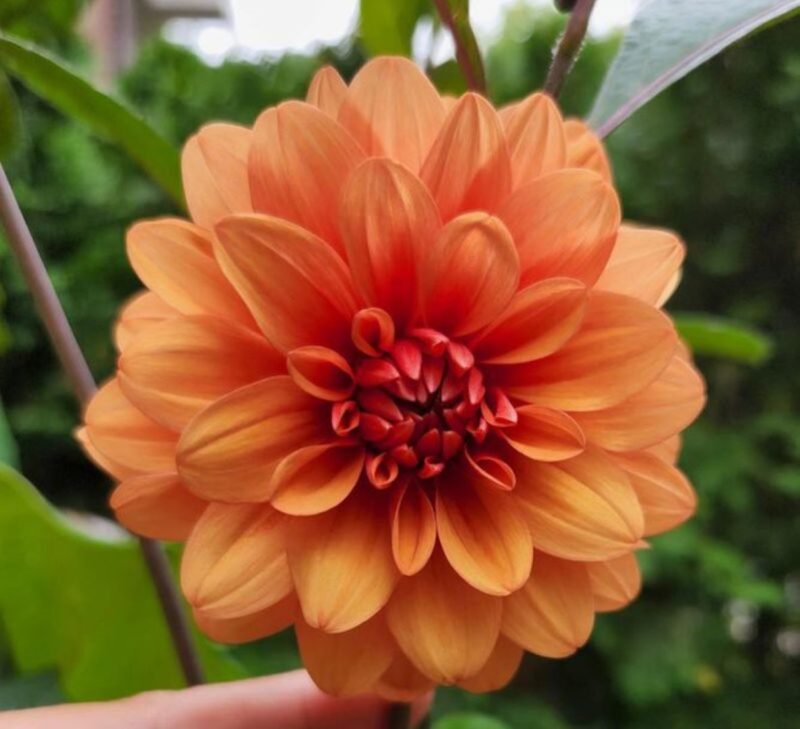 Dahlia David Howard Tubers - Shaw Green Dahlias