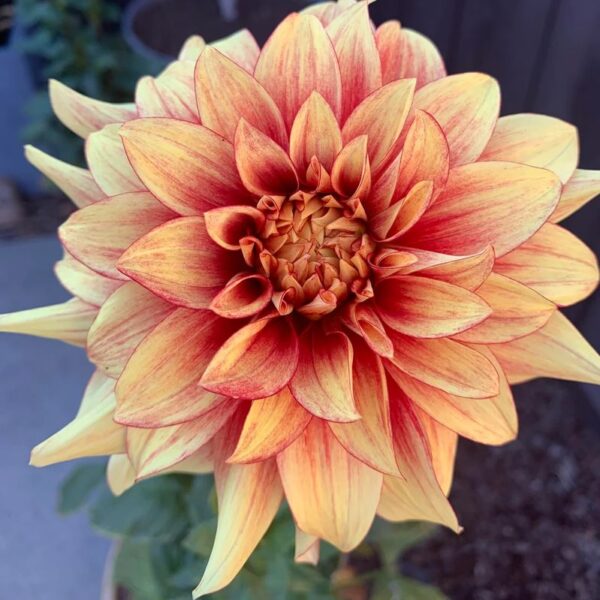 Dahlia Dazzling Magic Tubers