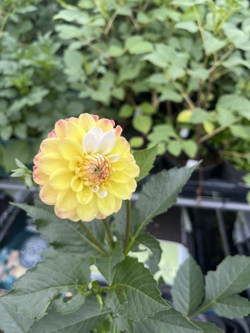 Dahlia Double Jill Tubers - Image 5