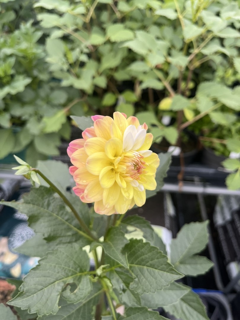 Dahlia Double Jill Tubers - Image 6