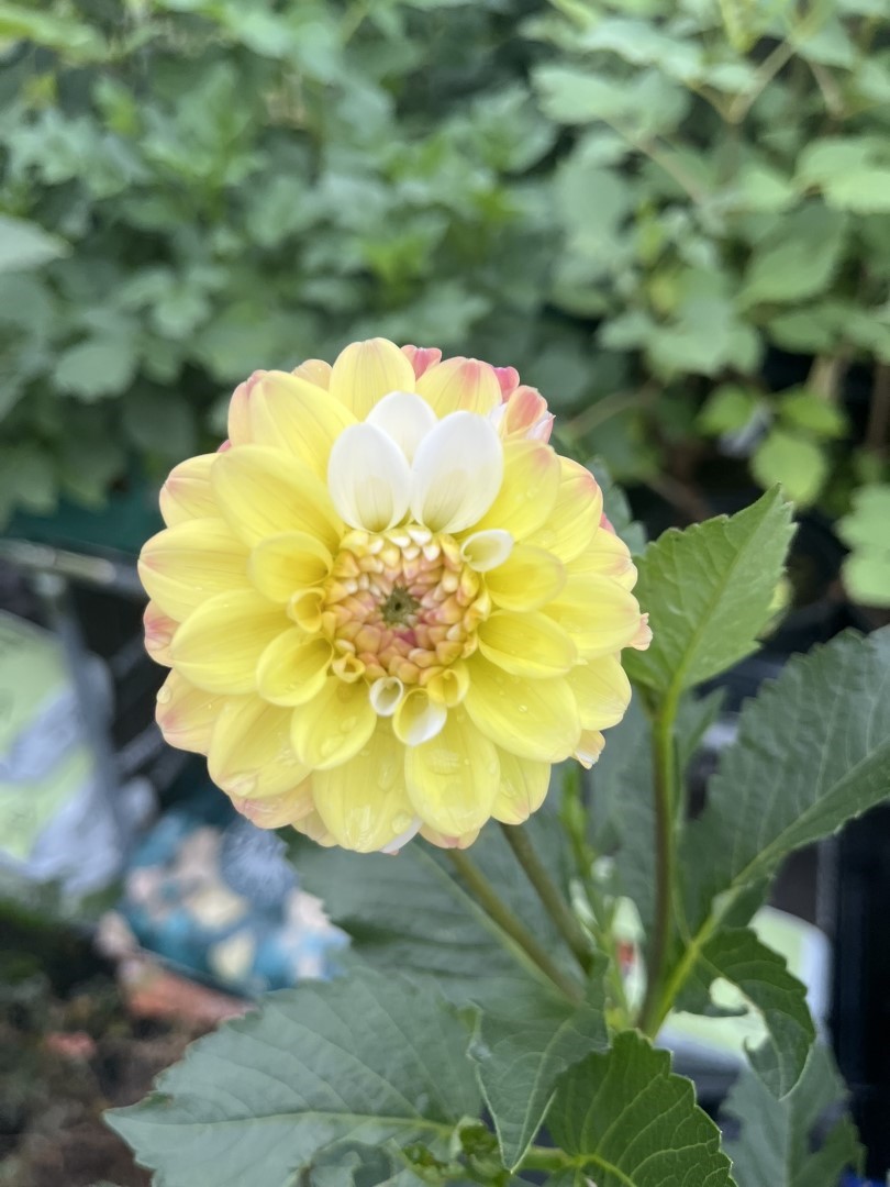 Dahlia Double Jill Tubers - Image 8