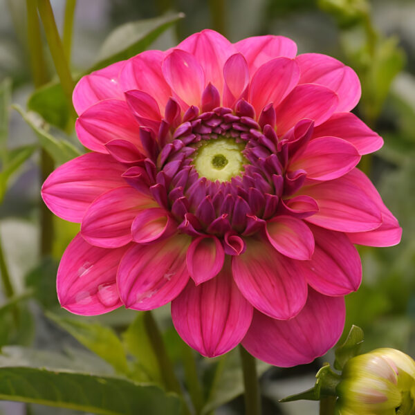 Dahlia El Santo Tubers