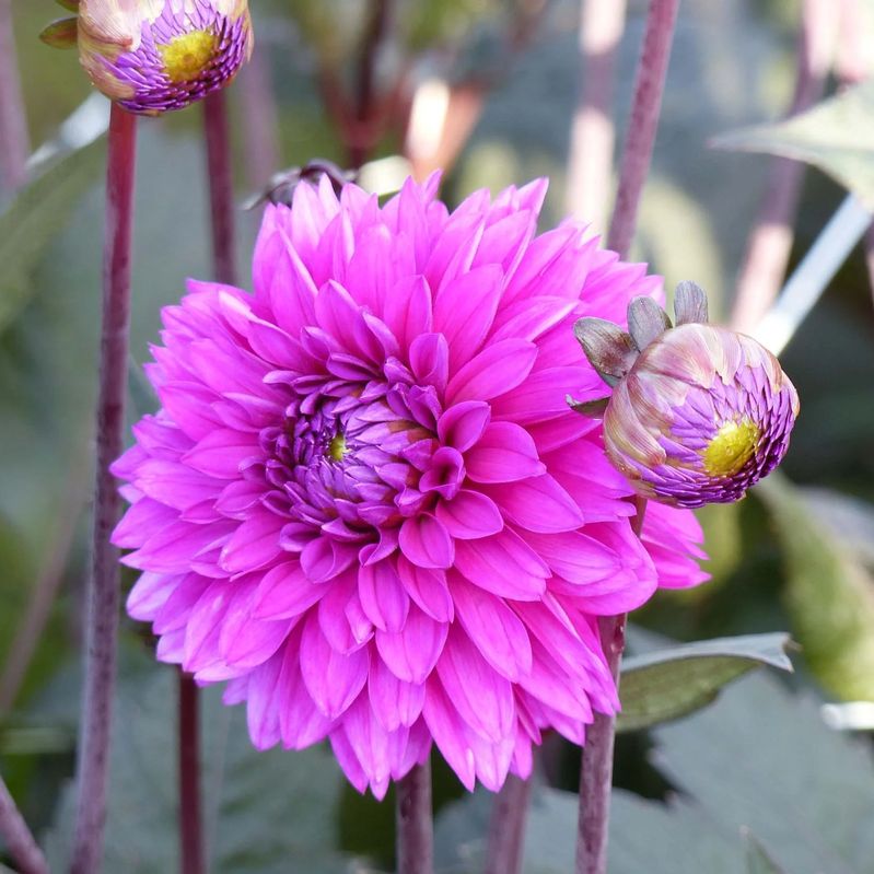 Dahlia Evening Breeze Tubers - Shaw Green Dahlias 🇬🇧 UK Trusted Company