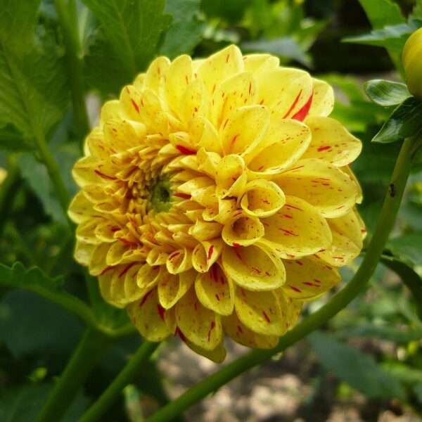 Dahlia Funny Face Tubers