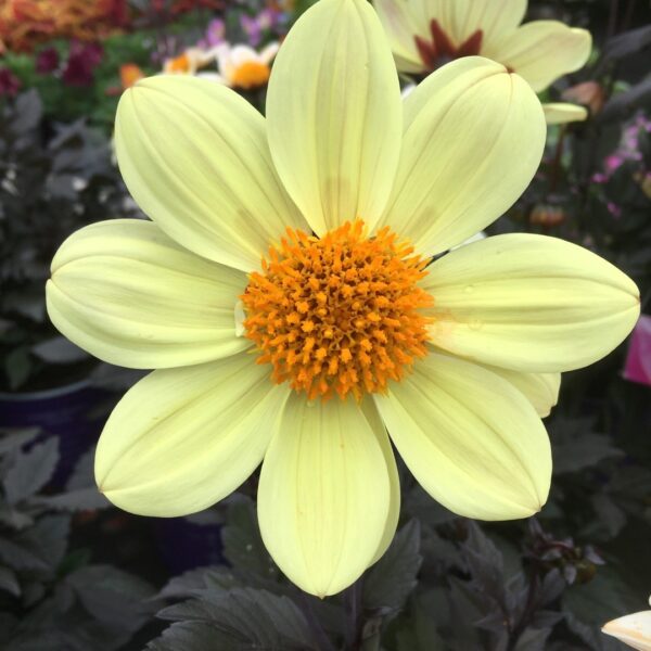 Dahlia Happy Days Lemon / Party Tubers