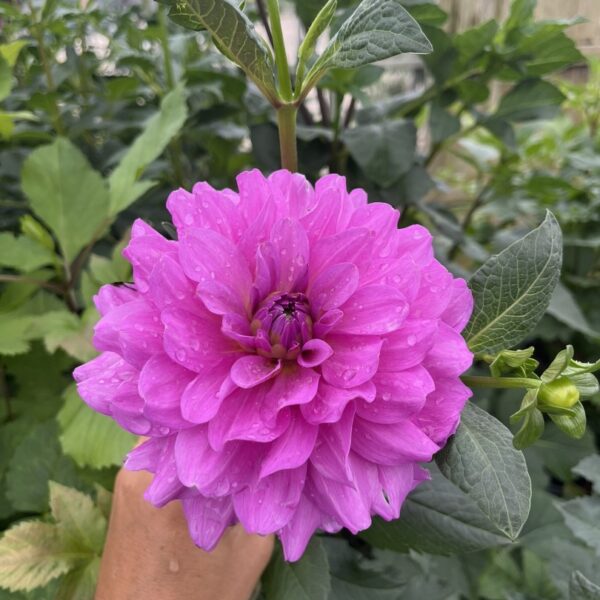 Dahlia Karma Lagoon Tubers