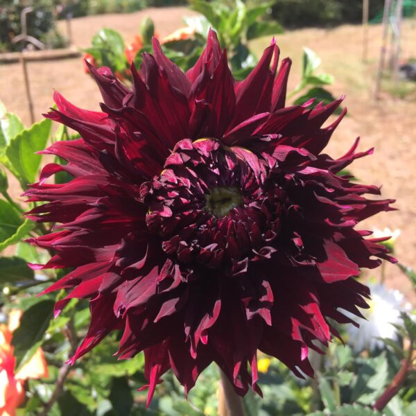 Dahlia 'Kenora Macop-B' Tubers