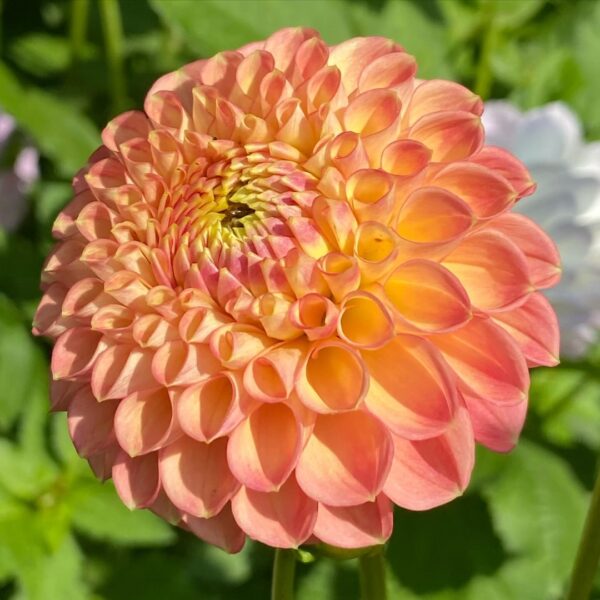 Dahlia Lakeland Autumn Tubers