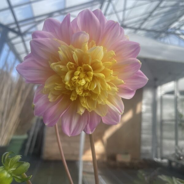 Dahlia Lifestyle Tubers