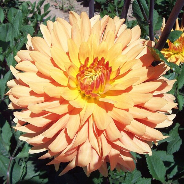 Dahlia Ludwig Helfert Tubers