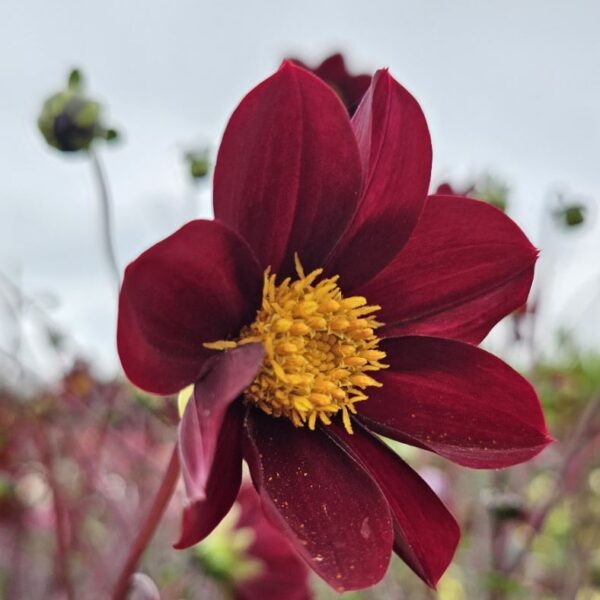 Dahlia Mexican Star Tubers