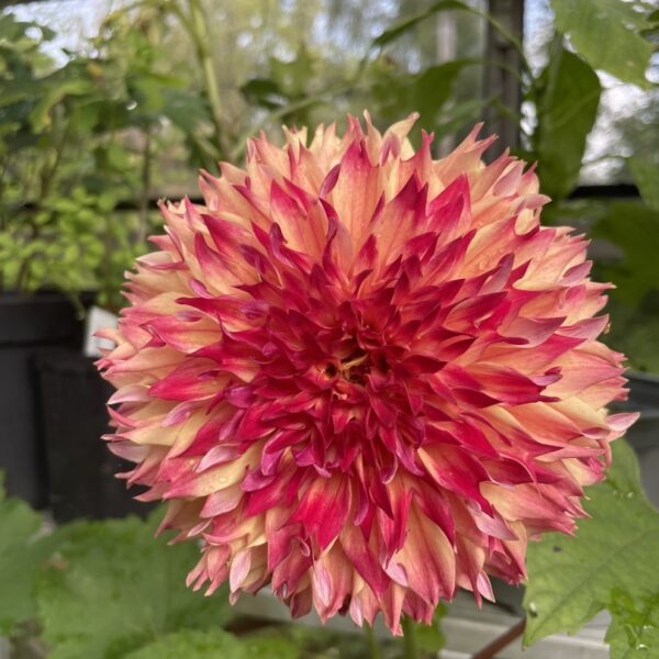 Dahlia Myrtle's Folly Tubers
