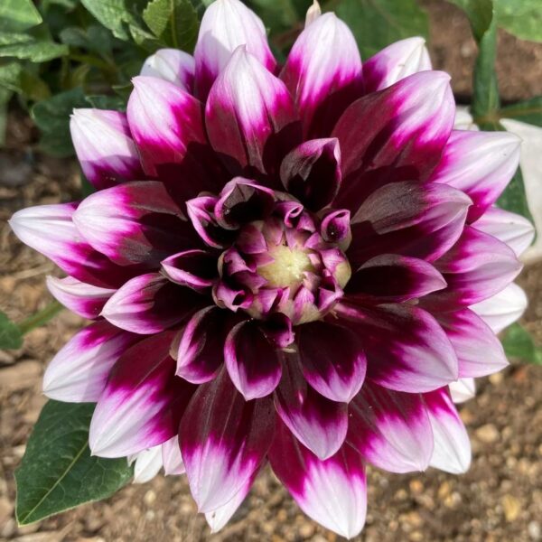 Dahlia Mystery Day Tubers