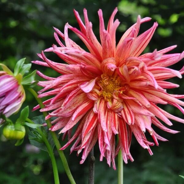 Dahlia Namara Tubers