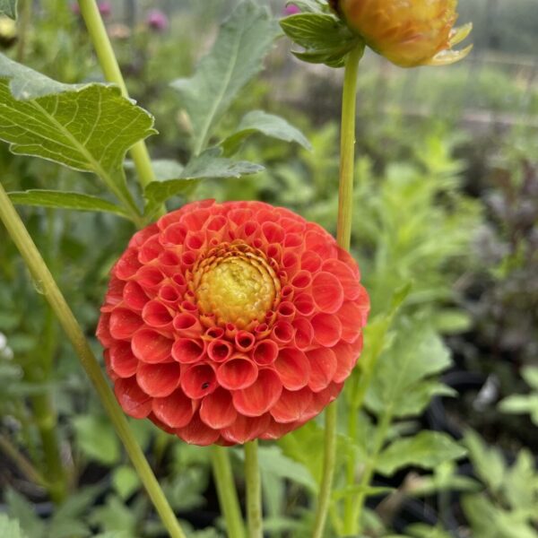 Dahlia New Baby Tubers