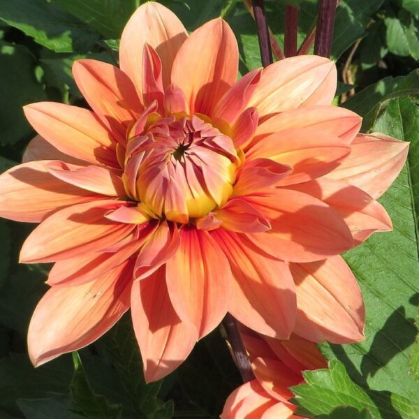 Dahlia Nicholas Tubers
